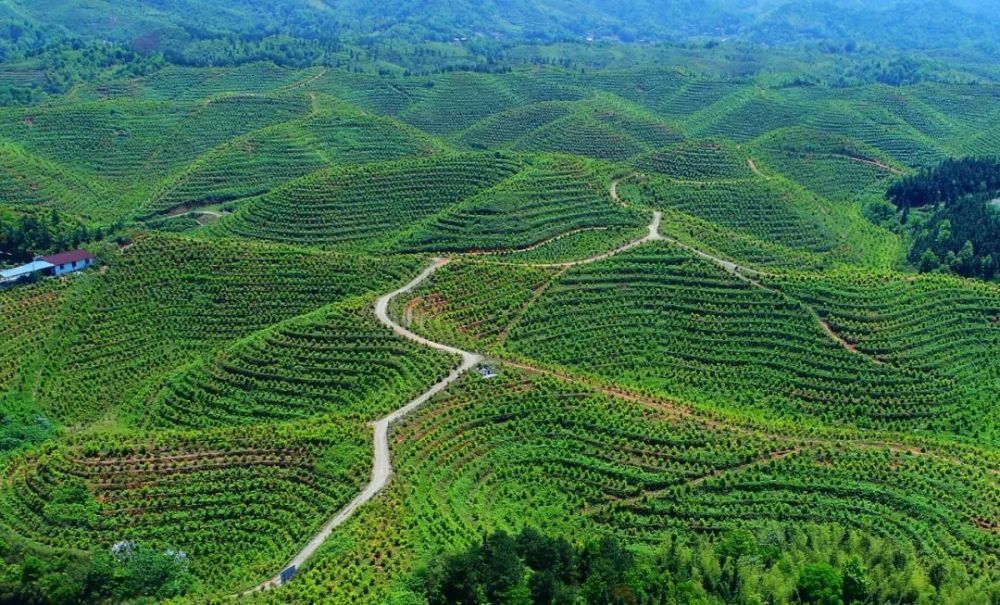 2022年,江西省油茶林总面积1550万亩,高产油茶林面积800万亩,产值有望