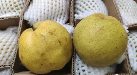 有果皮加厚,果肉变褐,僵芽等现象,称为"梨缩果病","疙瘩梨","猴头