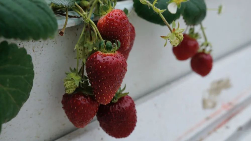 "今年是我们合作社第一年培植黑草莓品种,种植面积少,产量也不多,但是