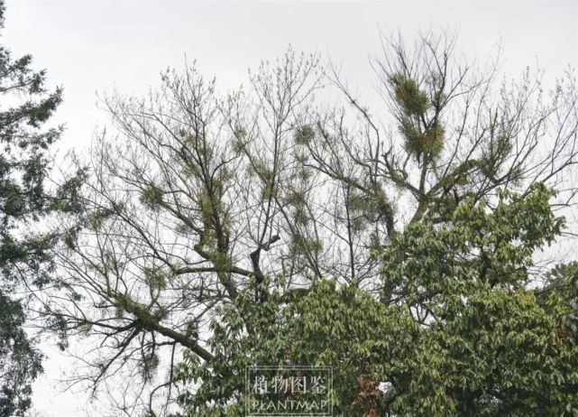 为了摆脱槲寄生，鸟儿把树枝都蹭断了_腾讯新闻