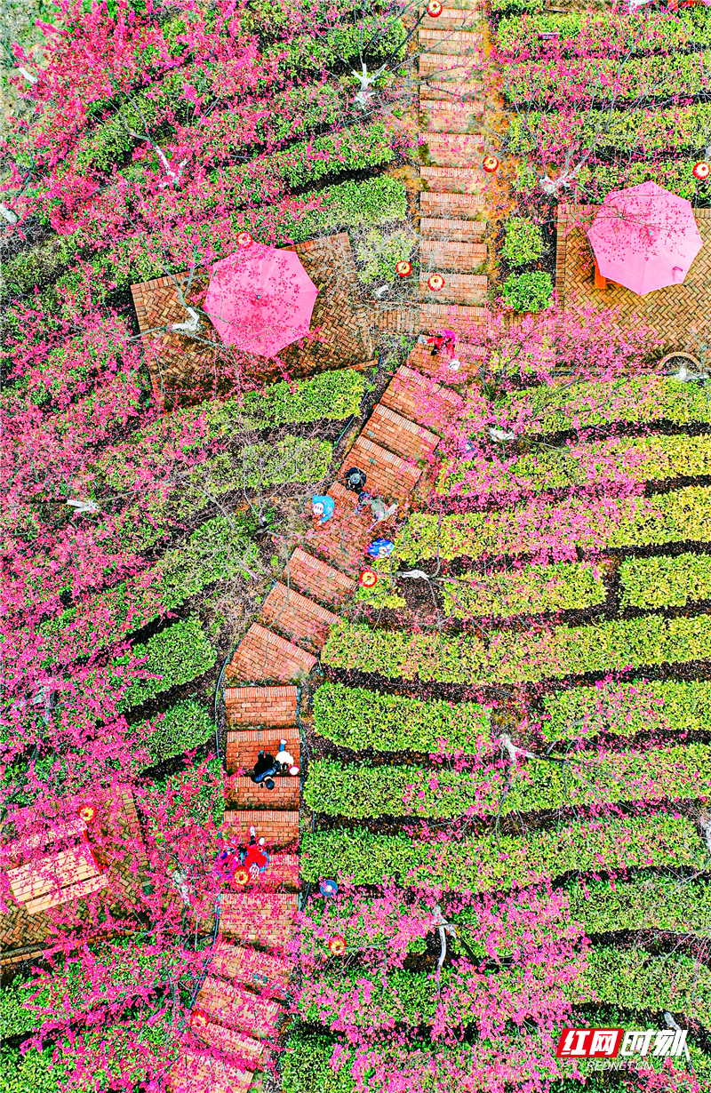 高椅岭樱花图片