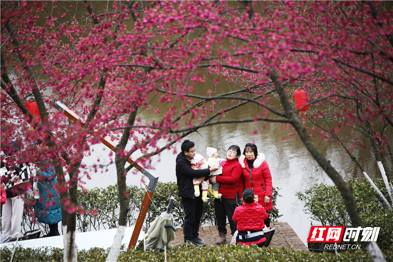 慕名而来的大批游客在郴州市苏仙区高椅岭村的樱花茶园拍照打卡,尽兴