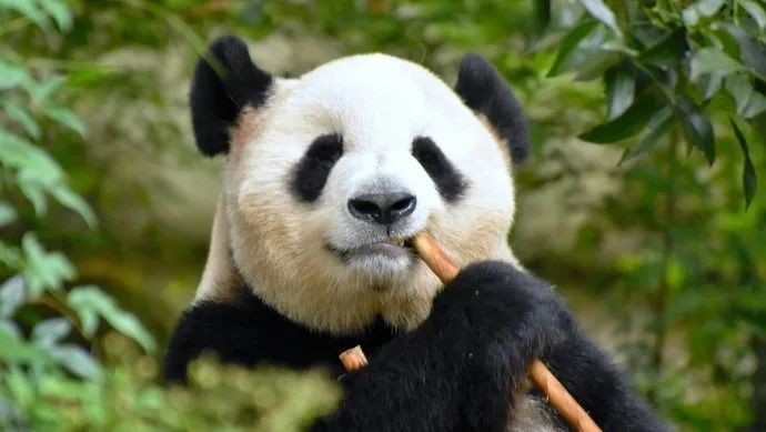 中国最长寿熊猫突然去世，享年25岁英语鲁科版五年级上册课本