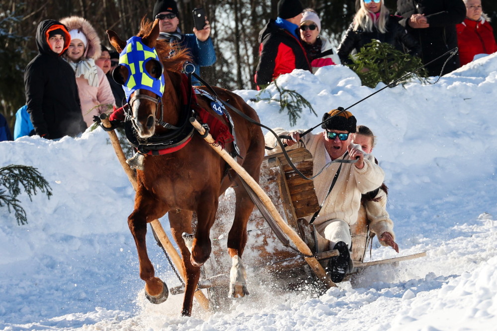 波兰:高地狂欢节上的马拉雪橇比赛