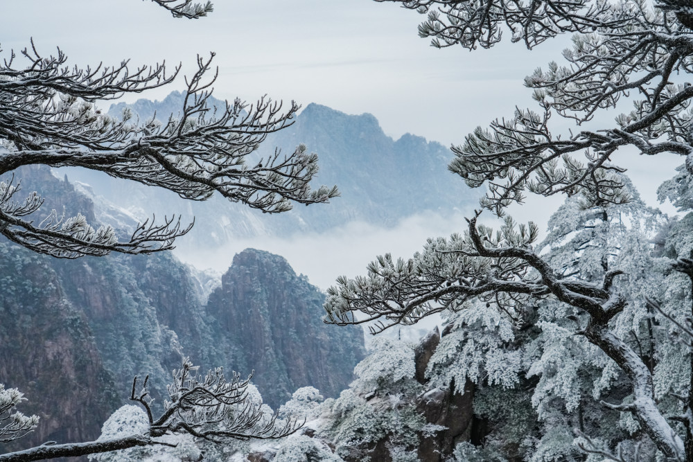 黄山雾凇图片高清图片