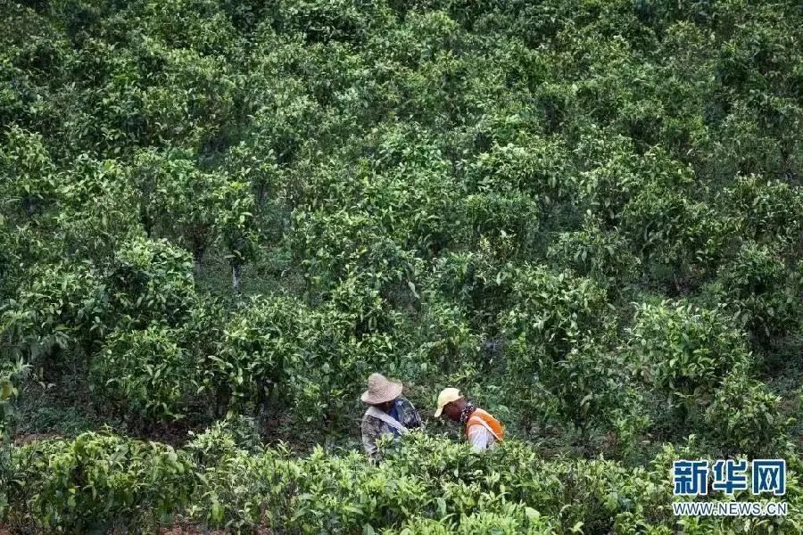 如何促进茶叶产业高质量发展？三年行动方案来了