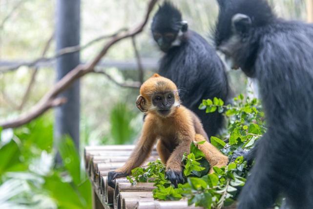 【中英双语】金毛黑叶猴幼仔"三年"与广州市民见面,机灵活泼惹人爱