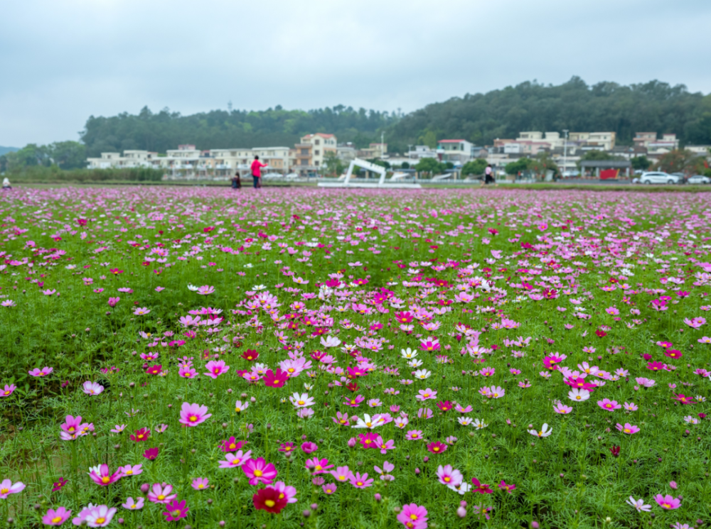 快来打卡开平这里一大片格桑花开了
