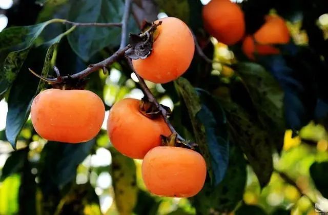 中华名果恭城月柿