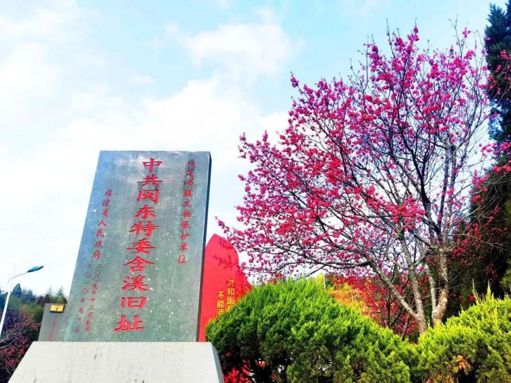 寿宁南阳含溪村千亩樱花盛放引人醉
