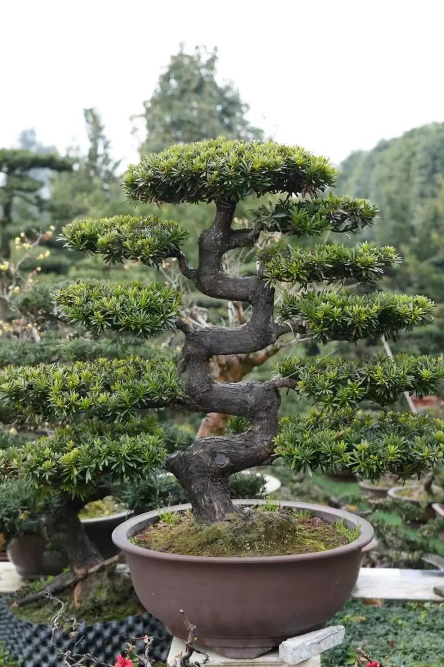 世园人物说|张菊林:川派盆景从村里走向国际化_腾讯新闻