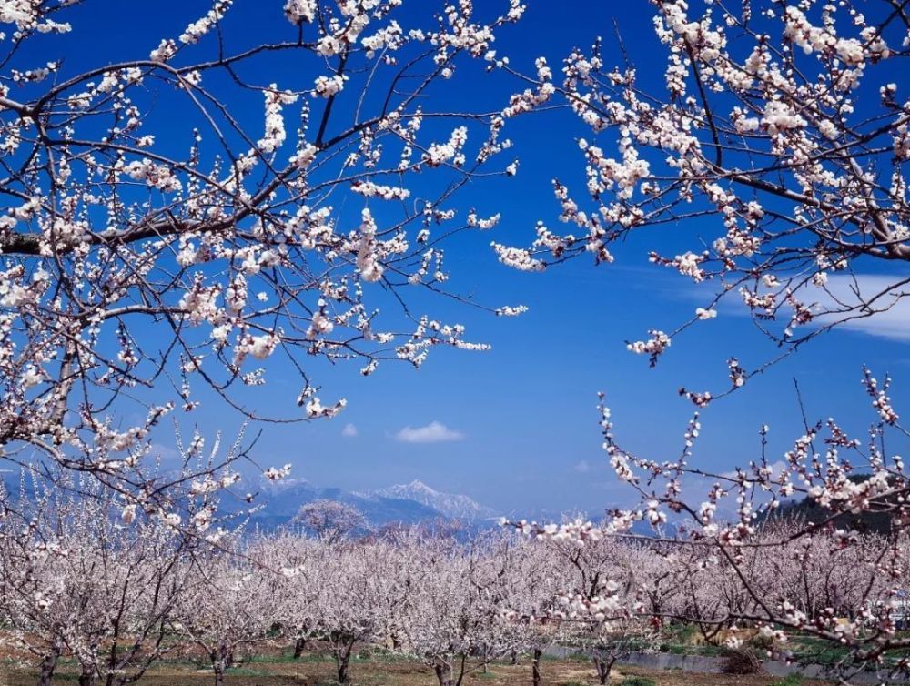 賞花時間:4月中旬至4月底周圍旅遊景點:可參觀民豐溼地保護區,民豐