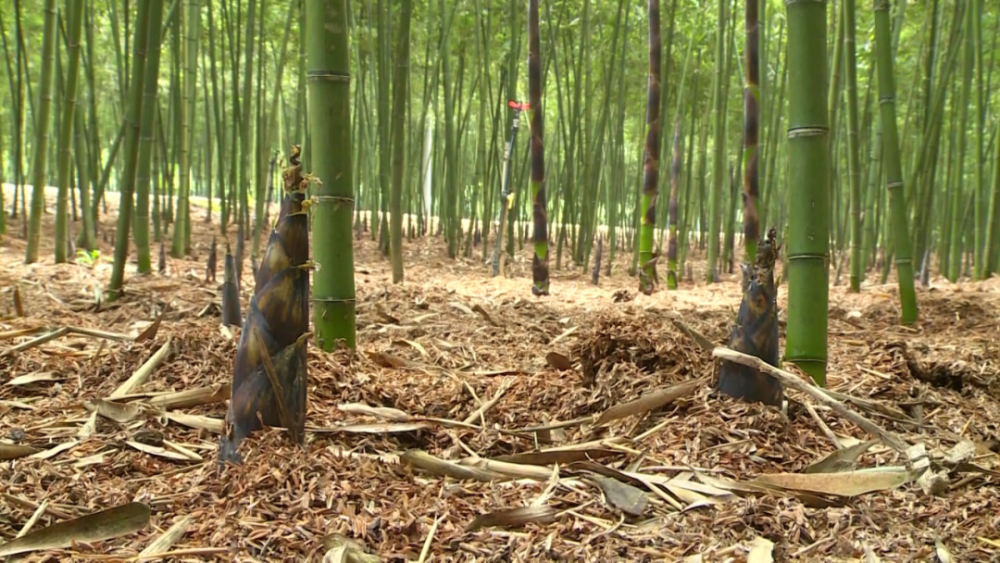 建瓯科学栽培雷竹笋喜获丰收