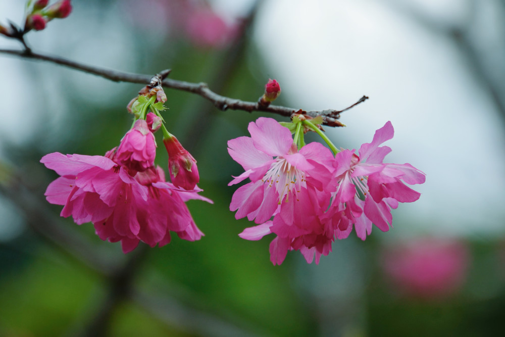 大城名园 万物和谐丨天适红,江山美人,旺地……这个新建的樱花园以