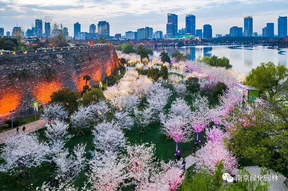 南京樱花园图片