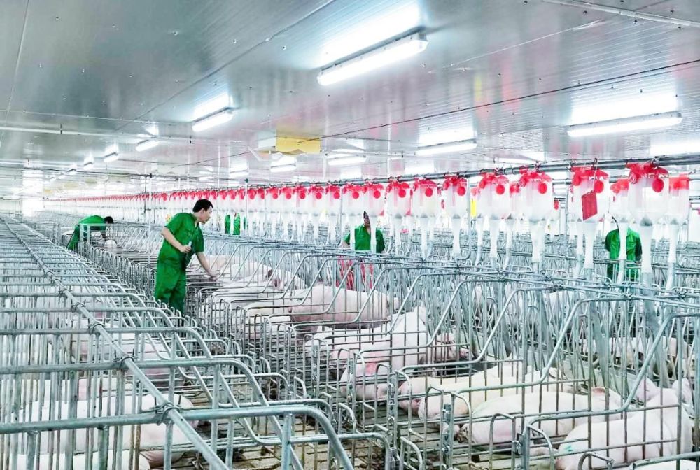 农业农村现代化中的深圳力量｜养猪场“上楼” 数字化品控 深圳探索智能养殖集约化可持续发展新路 促进农业高质高效_腾讯新闻