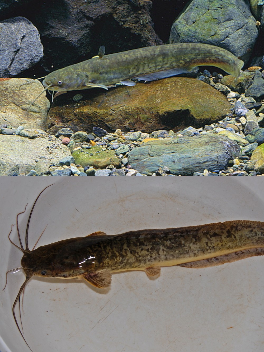 而不受欢迎的埃及胡子鲶(埃及塘鲺)属于胡子鲇科胡子鲶属.