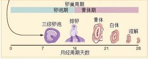 9岁儿童卵巢子宫发育图片