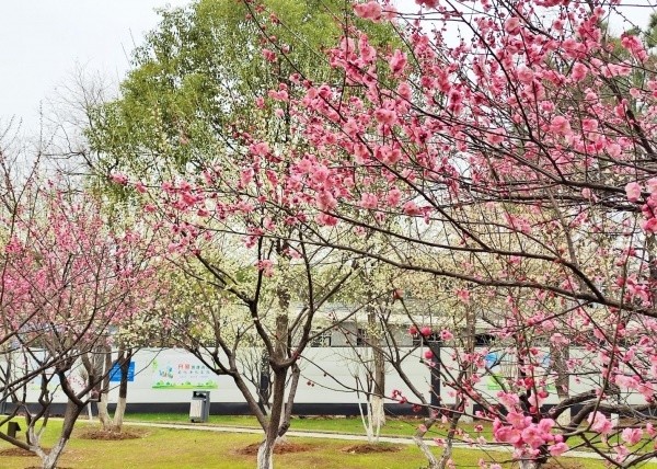 汤湖公园梅花图片