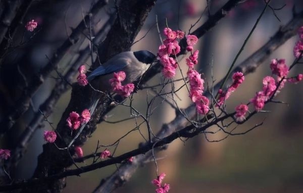 汤湖公园梅花图片