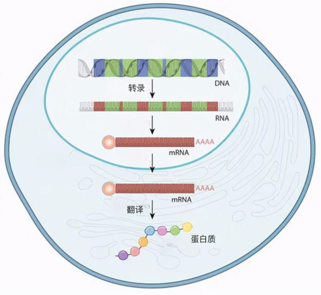 聚焦国产mRNA药物研发：在三大关键技术上取得突破_腾讯新闻