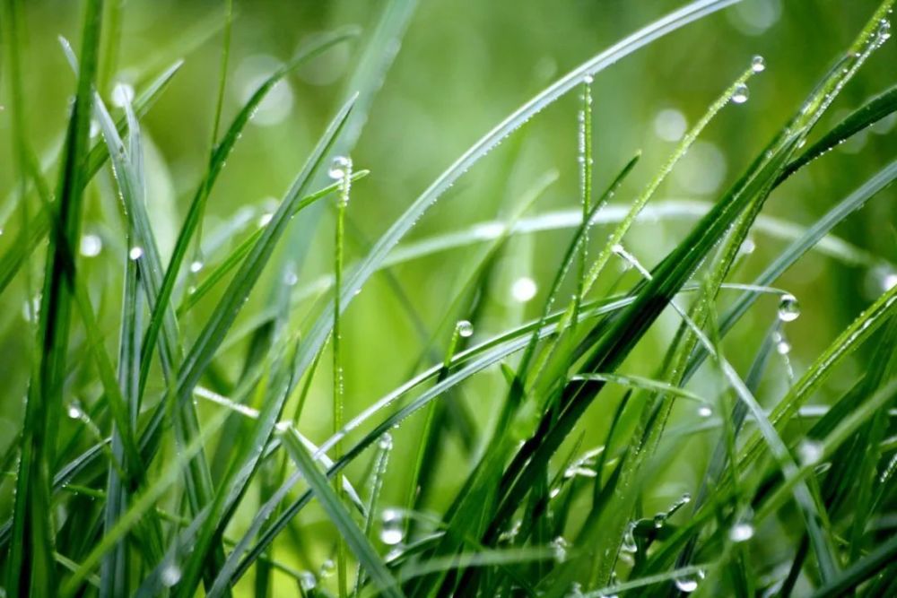 雨水|綠色軍營,