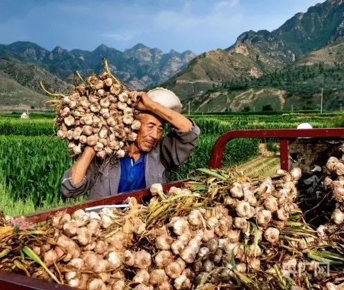 山西有看头|《物产篇》之应县紫皮蒜