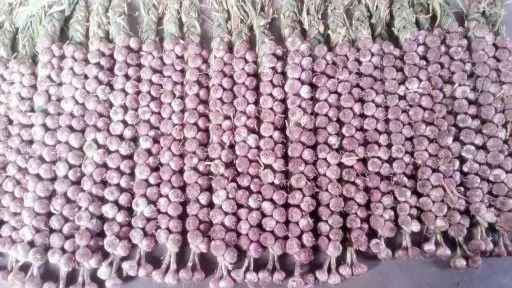 山西有看头|《物产篇》之应县紫皮蒜