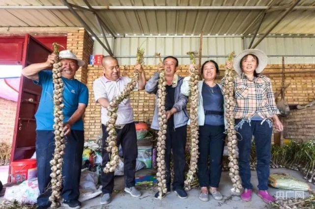 山西有看头|《物产篇》之应县紫皮蒜