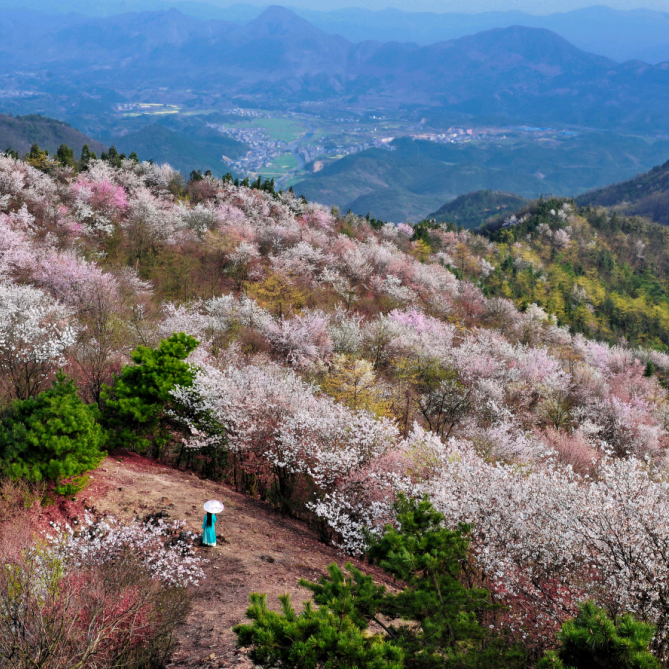 线路介绍通山的大幕山野樱花主要分布在杨芳林乡和黄沙铺镇大幕山森林