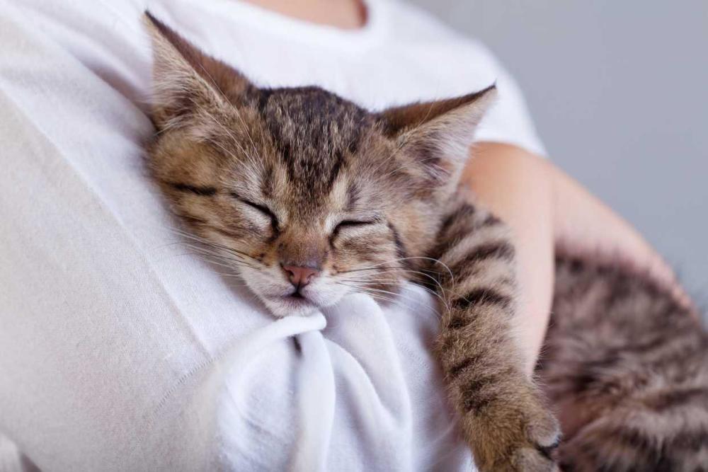 流浪猫咪寿命多长（流浪的宠物猫平均寿命是1年，被弃养在大街后，它还能活多久）