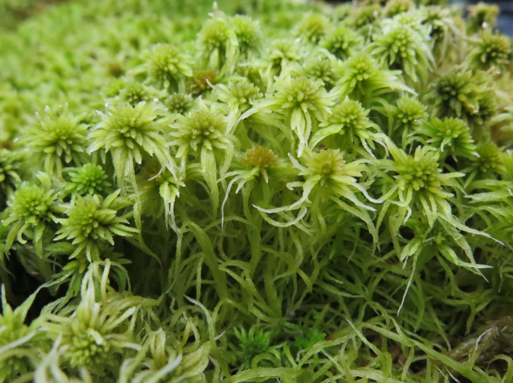 泥炭藓:谁敢入侵我的地盘?看我高射炮攻击!_腾讯新闻