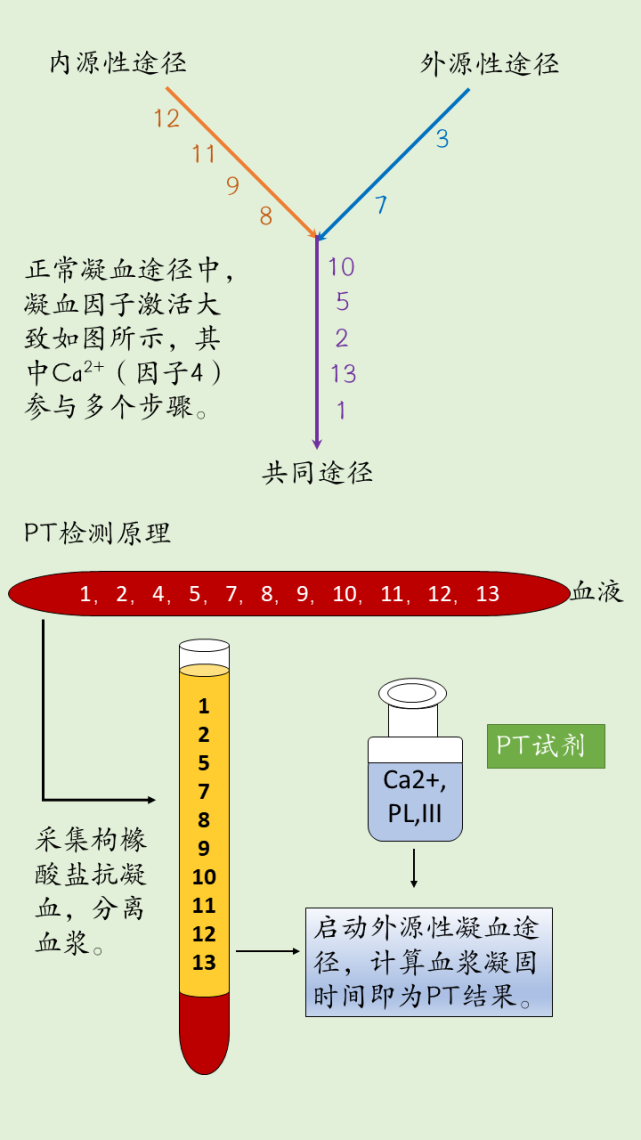 一图搞定 PT、APTT 检测_腾讯新闻