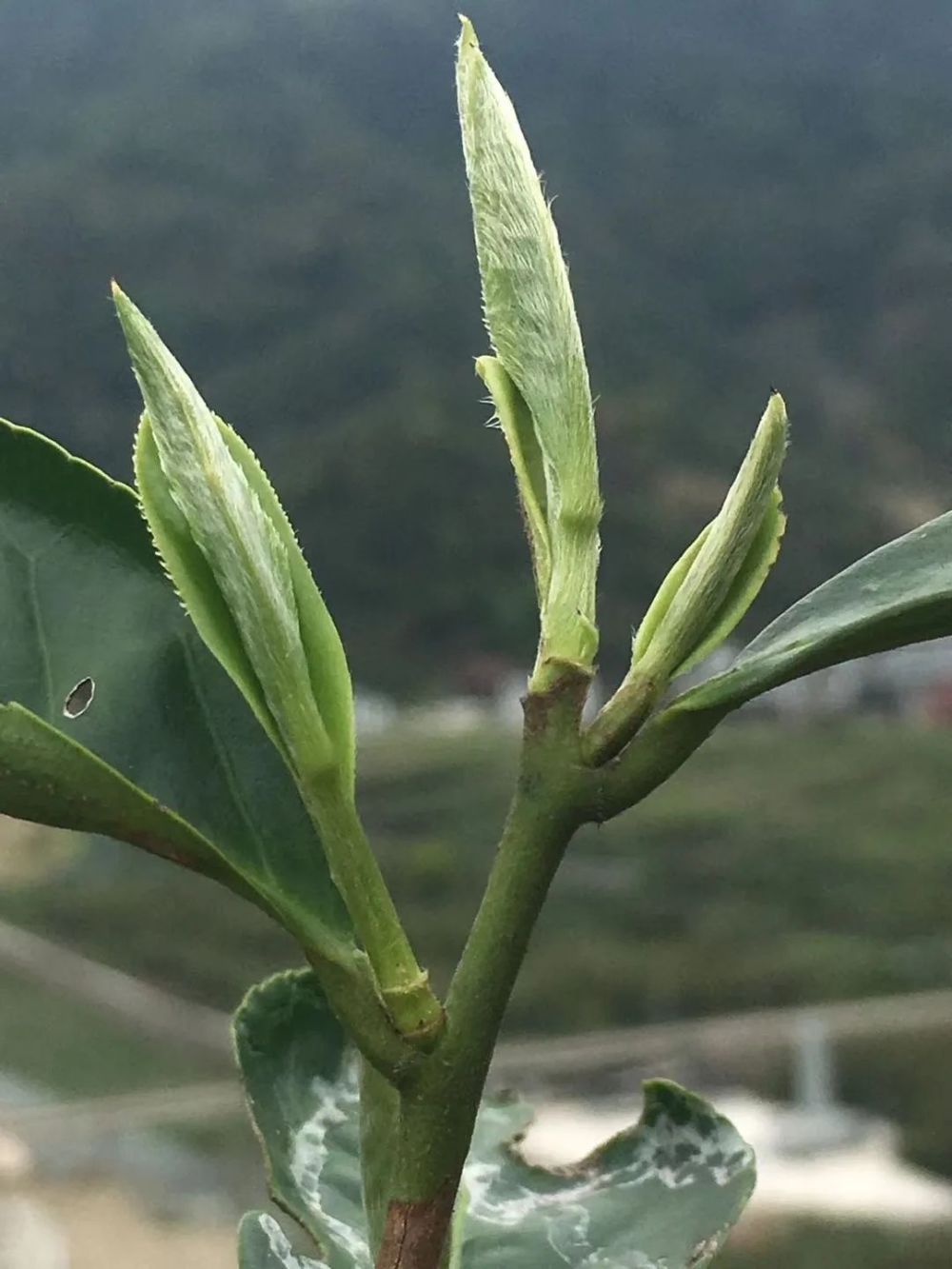 福鼎白茶为什么头春茶茶青质量最好