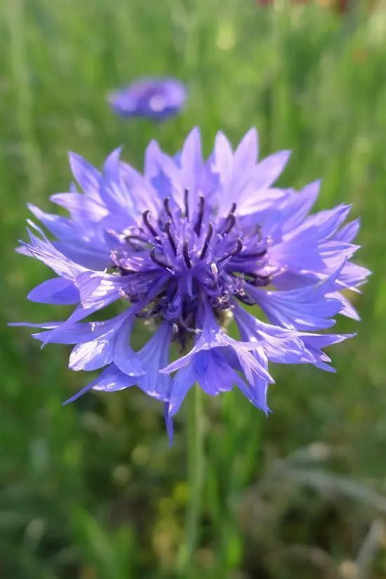 欣赏蓝芙蓉花旖旎优雅