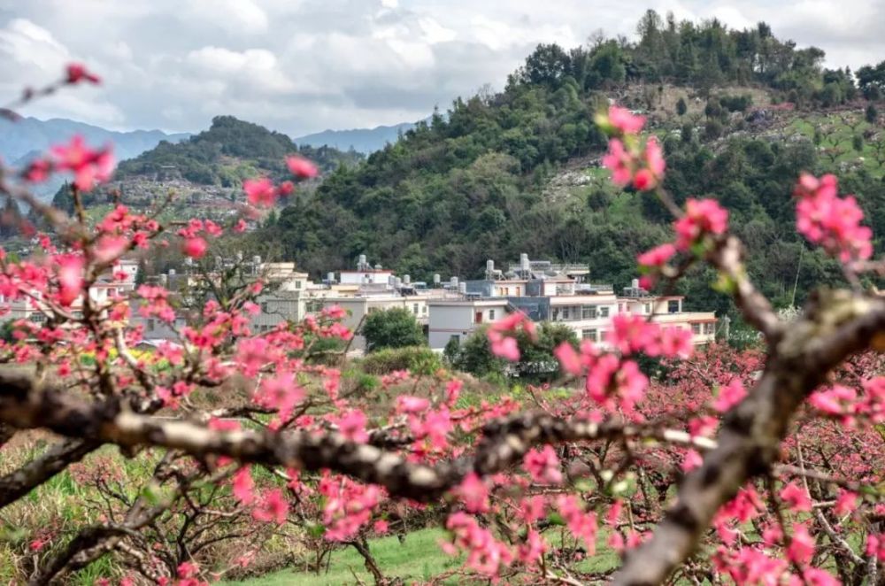 2022连平上坪桃花节图片