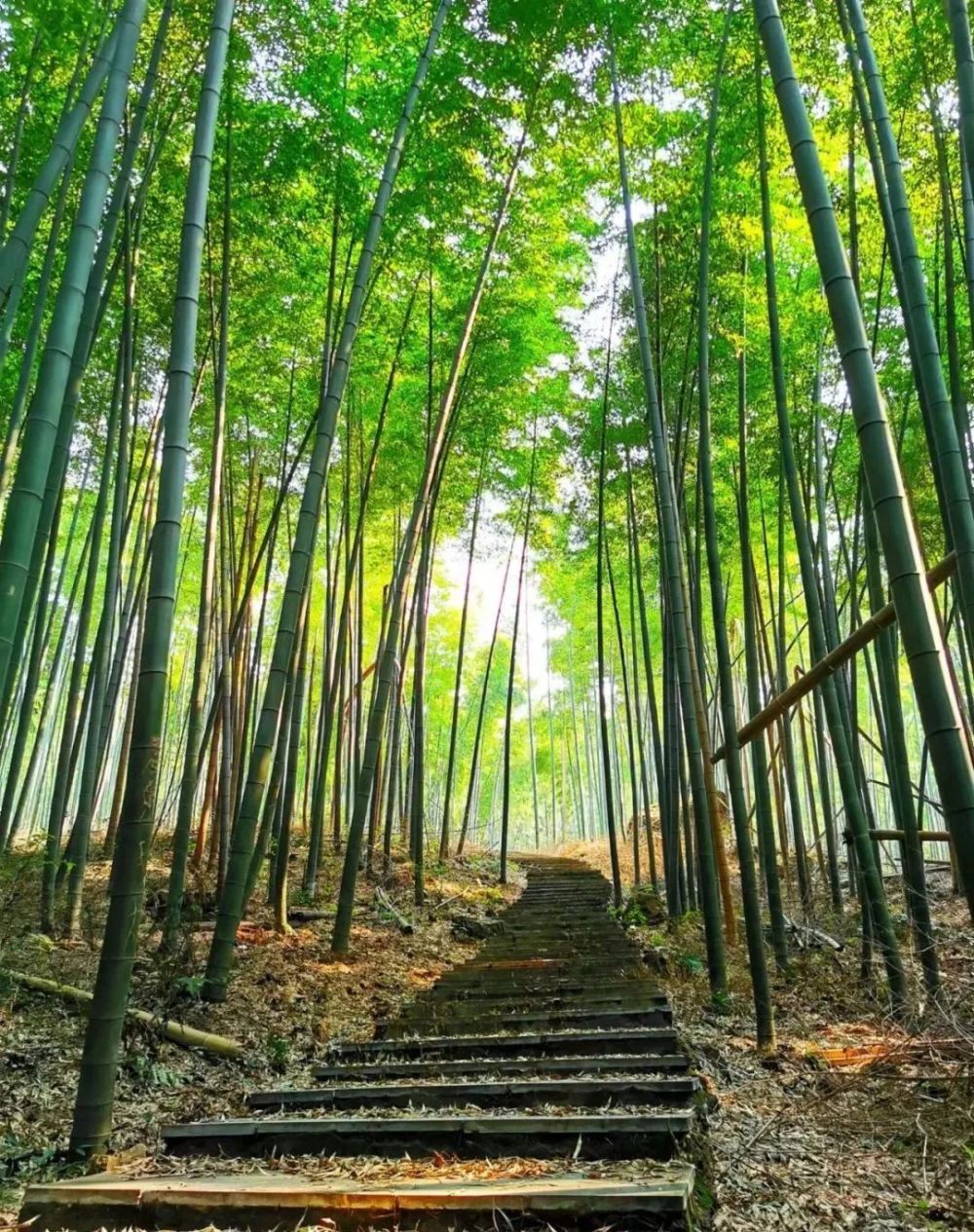 春游芜湖三公山游记轻吻春天的暖风和嫩绿