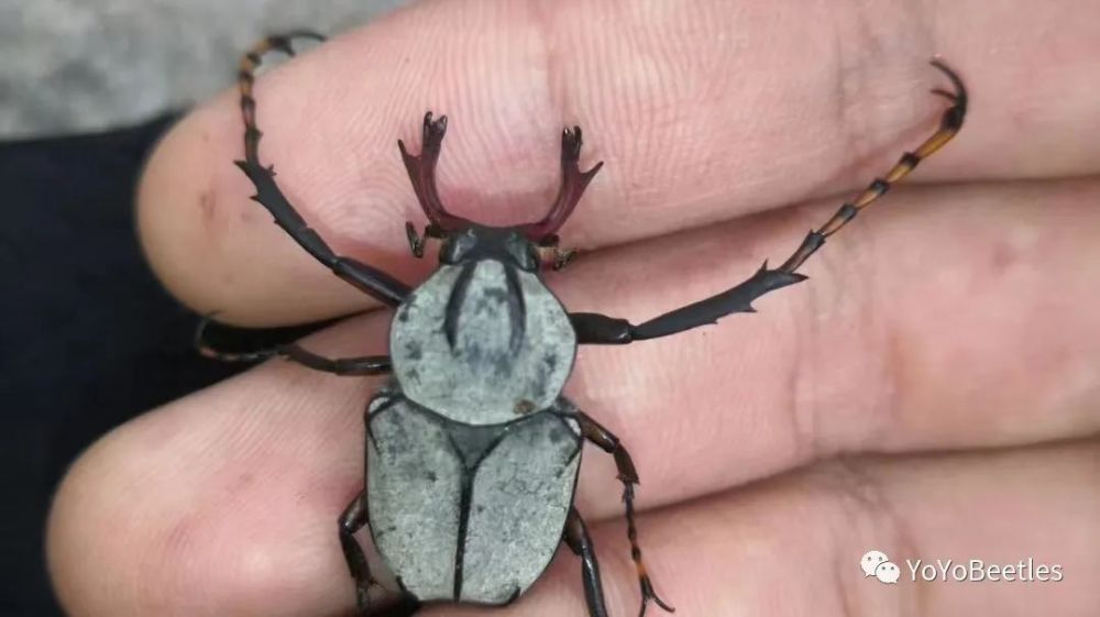 【微店好货】中国鹿角花金龟/彩虹锹甲博物科普海报_腾讯新闻