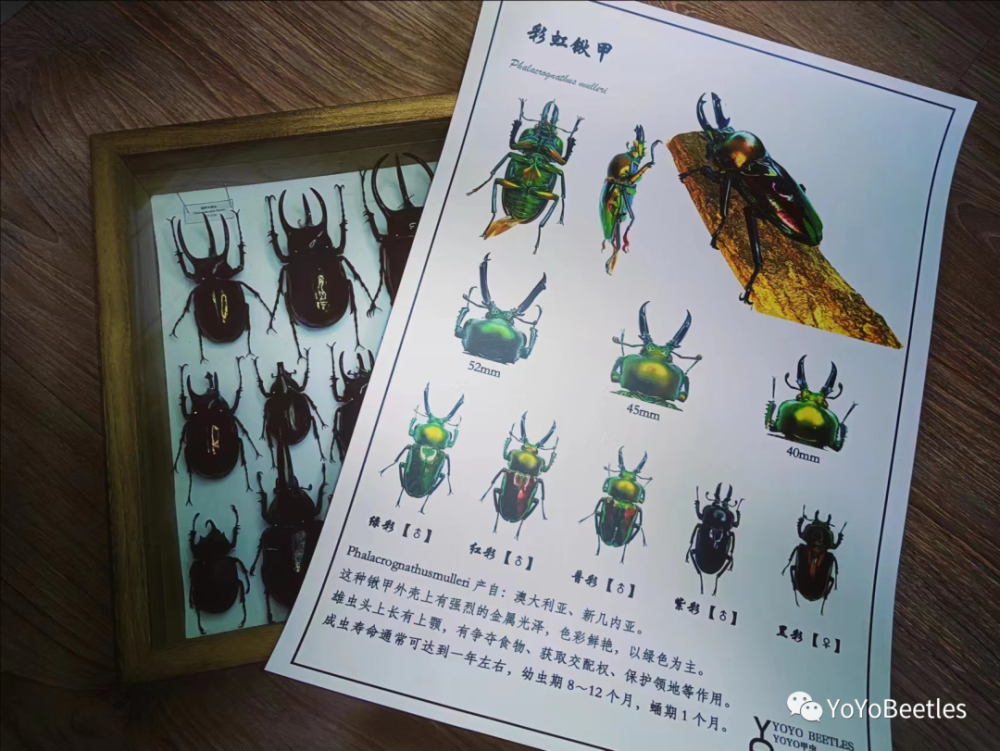 锹甲虫介绍图片