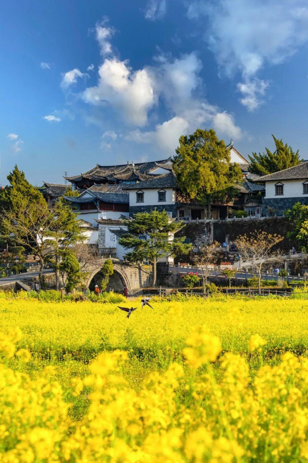 安顺油菜花景点在哪里图片