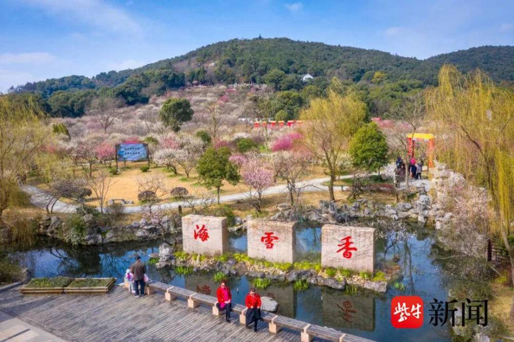 苏州香雪海灿烂如霞 本周进入最佳赏梅期_腾讯新闻
