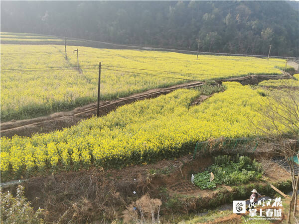 安宁螳螂川油菜花图片