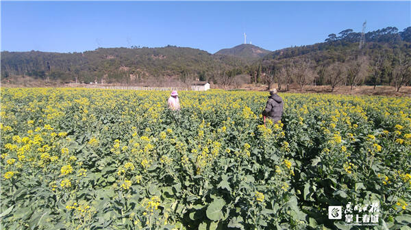 安宁螳螂川油菜花图片