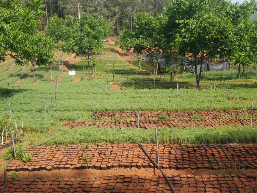 禄劝县林业和草原局开展大花野茉莉繁育工作