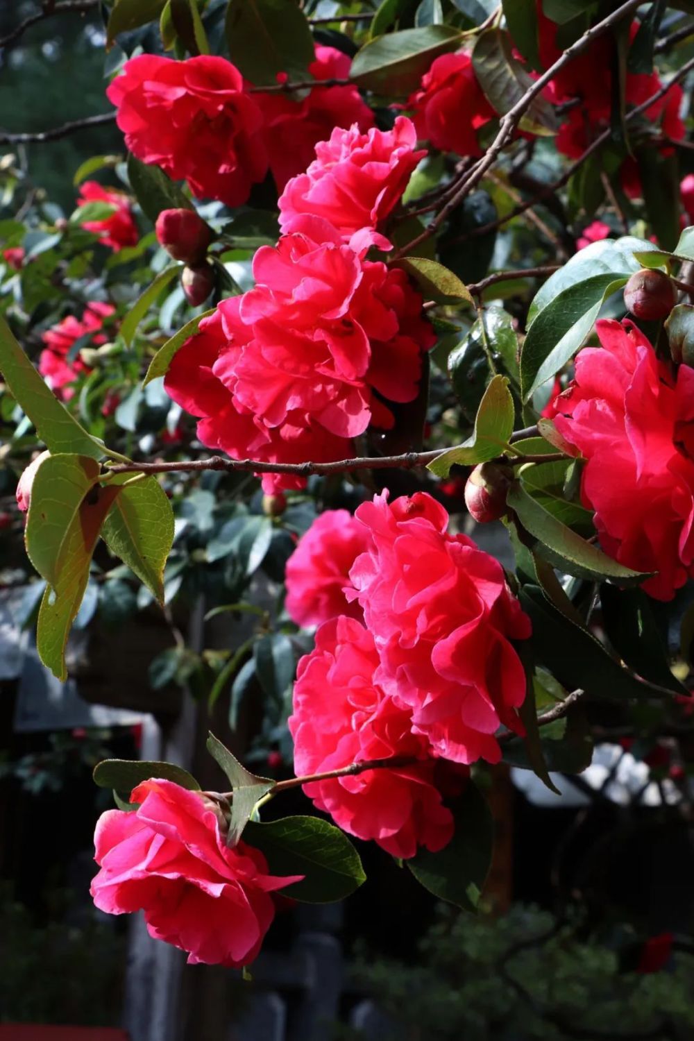 又到山茶花开时_腾讯新闻