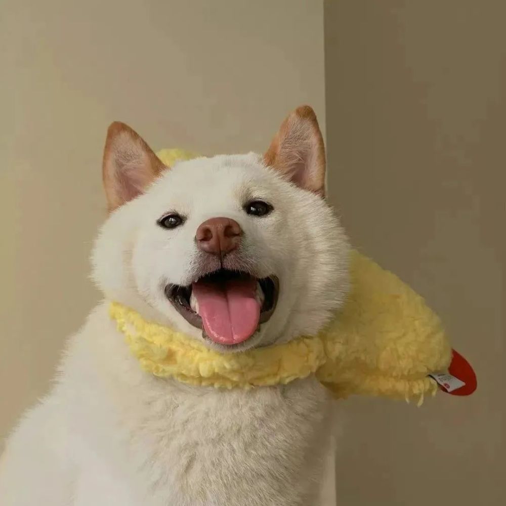 宠物头像|萌哭的狗狗头像 腾讯新闻