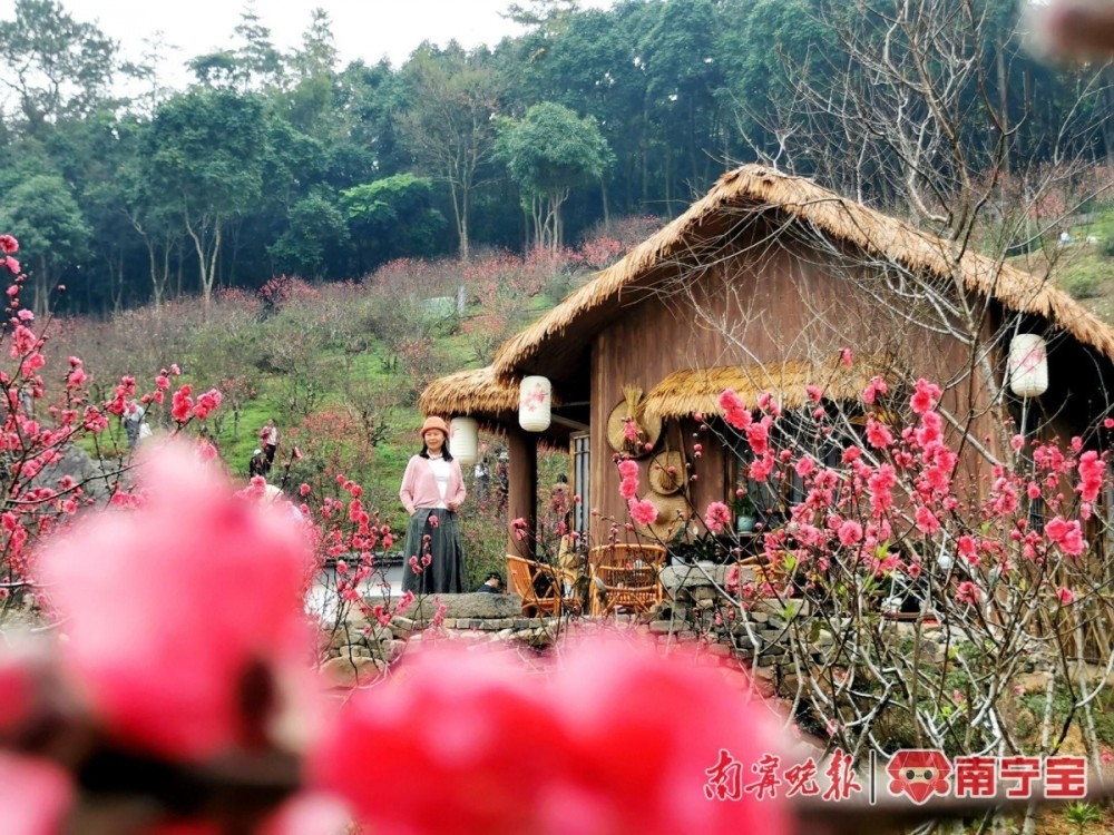 青秀山桃花图片