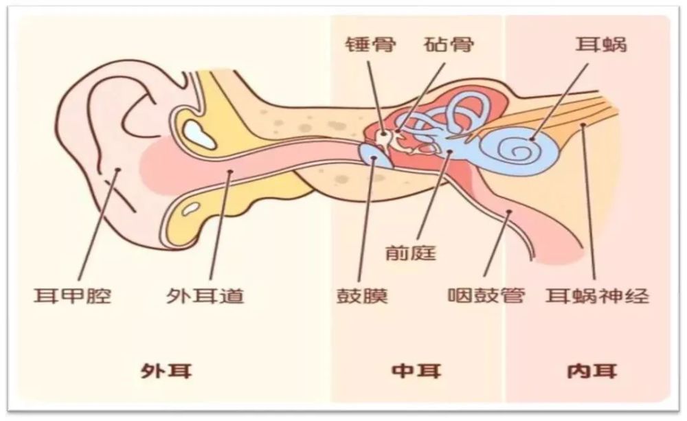 科普耳朵悶悶的是不是得了分泌性中耳炎