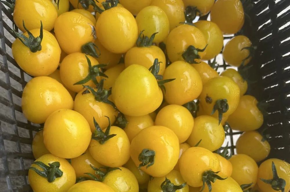 鲜甜酥脆四团镇多彩小番茄正陆续迎春上市