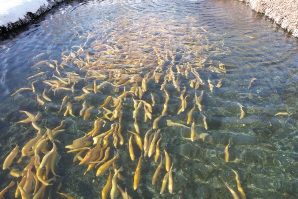 "今年,我计划将鱼的养殖规模扩大到4万尾,继续为查干屯格乡养殖业打标